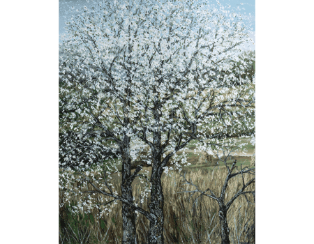 CEREZO EN FLOR 61x50x2 (2,8 kg)
